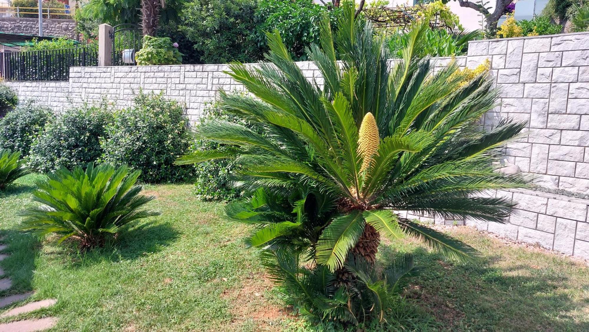 Opatija Centar Διαμέρισμα Εξωτερικό φωτογραφία